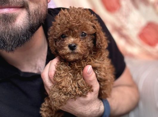 Kore Poodle Bebeğimiz