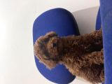 Toy Poodle Bebekler Hazır Sizi Bekliyoruzzzz