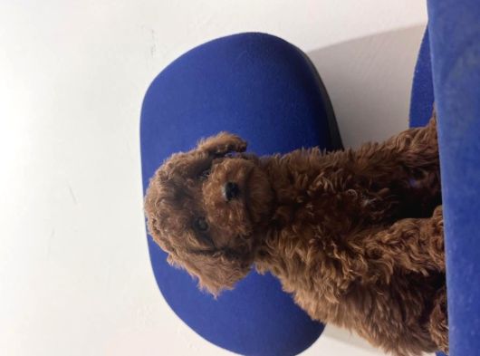 Toy Poodle Bebekler Hazır Sizi Bekliyoruzzzz görsel