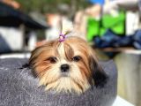 Safkan Tüy Yumakları Shih Tzu Yavrularımız Hazır
