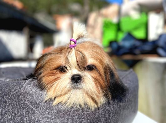 Safkan Tüy Yumakları Shih Tzu Yavrularımız Hazır görsel