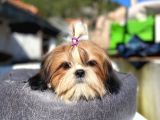 Safkan Tüy Yumakları Shih Tzu Yavrularımız Hazır