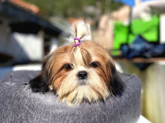 Safkan Tüy Yumakları Shih Tzu Yavrularımız Hazır görsel