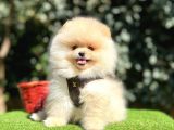 Pomeranian Boo Gulen Ayi Surat Yavrularimi