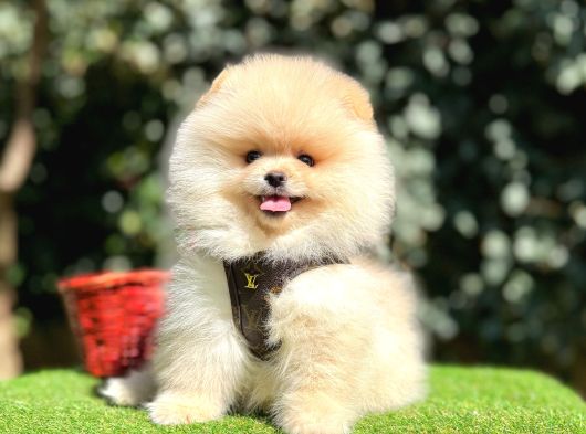 Pomeranian Boo Gulen Ayi Surat Yavrularimi görsel