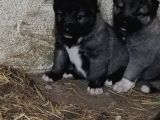 Orjinal has kangal yavruları
