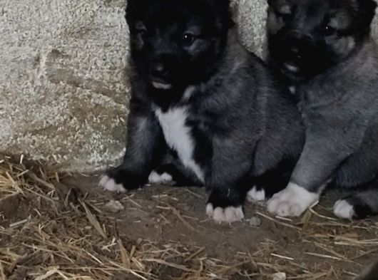Orjinal Has Kangal Yavruları