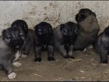 Orjinal Has Kangal Yavruları