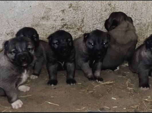 Orjinal Has Kangal Yavruları görsel