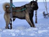 Orjinal Has Kangal Yavruları