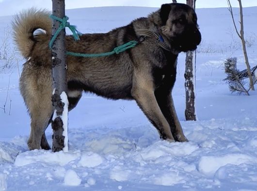 Orjinal Has Kangal Yavruları görsel