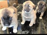 Orjinal Has Kangal Yavruları