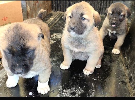 Orjinal Has Kangal Yavruları görsel