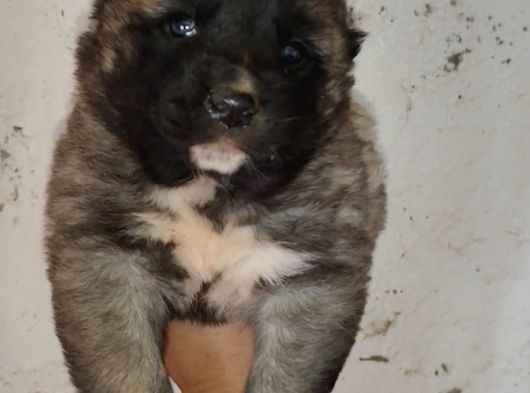 Orjinal Has Kangal Yavruları görsel