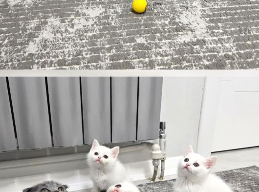 2 Gün Geçrli En Uygn Fiyat Garantisi Aşılı Safkan Yvrularım görsel