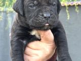 Dev Gibi Muhteşem Cane Corso Yavrularımı