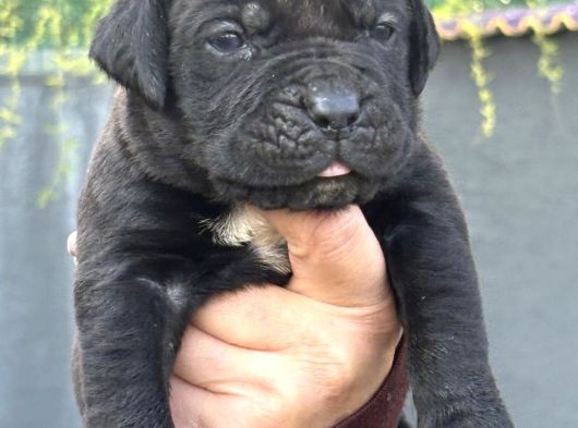 Dev Gibi Muhteşem Cane Corso Yavrularımı görsel