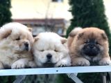CHOW CHOW YAVRULARI