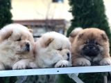 Chow Chow Yavrulari