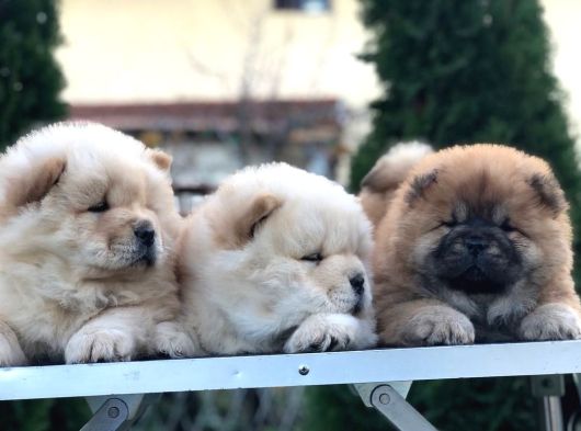Chow Chow Yavrulari görsel