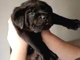 Safkan cane corso son erkek