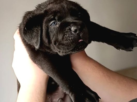Safkan Cane Corso Son Erkek