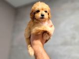 TOY POODLE SEVİMLİ YAVRULAR EV ÜRETİMİ