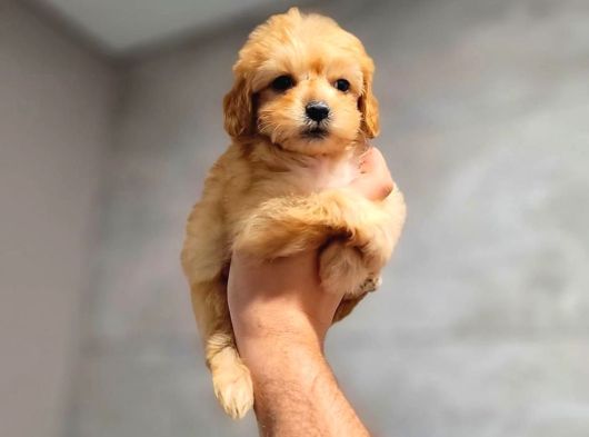 Toy Poodle Sevi̇mli̇ Yavrular Ev Üreti̇mi̇