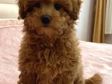 Toy Poodle Sevi̇mli̇ Yavrular Ev Üreti̇mi̇