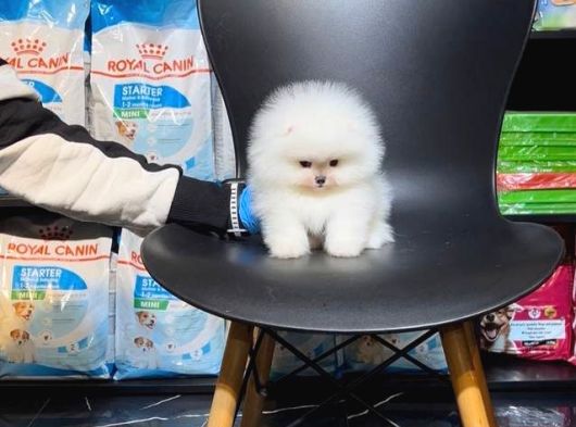 Pomerri̇an Boo Sevi̇mli̇ Yavrular