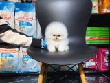 Pomerri̇an Boo Sevi̇mli̇ Yavrular