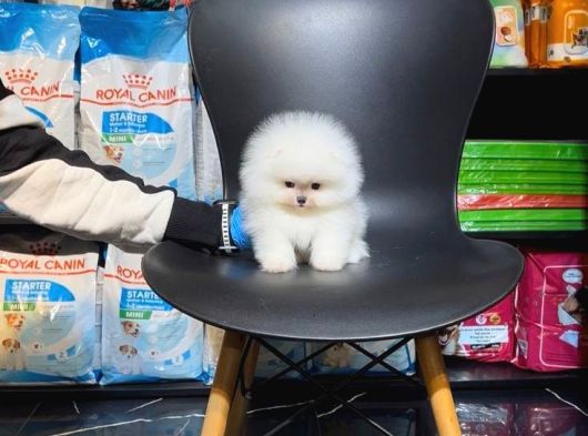 Pomerri̇an Boo Sevi̇mli̇ Yavrular görsel