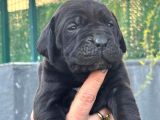 Dev Gibi Muhteşem Cane Corso Yavrularımı
