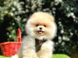Pomeranian boo gulen ayi surat yavrularimi