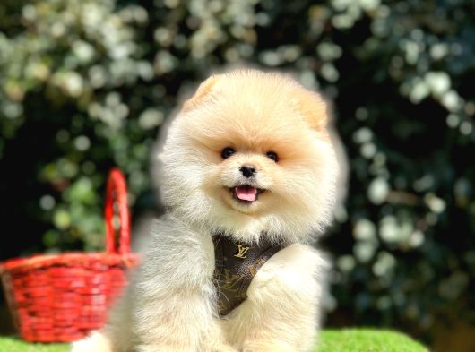 Pomeranian boo gulen ayi surat yavrularimi