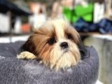 Safkan tüy yumakları shih tzu yavrularımız hazır