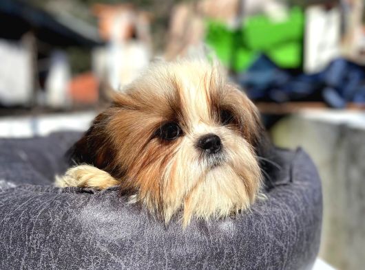 Safkan Tüy Yumakları Shih Tzu Yavrularımız Hazır