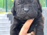 Dev Gibi Muhteşem Cane Corso Yavrularımı