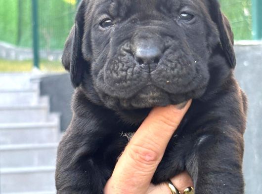 Dev Gibi Muhteşem Cane Corso Yavrularımı görsel