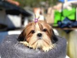 Safkan Tüy Yumakları Shih Tzu Yavrularımız Hazır