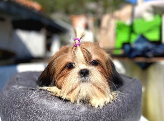 Safkan Tüy Yumakları Shih Tzu Yavrularımız Hazır görsel