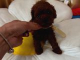 Ruhsatli Köpek Çi̇ftli̇ği̇nden Toypoodle Yavrularimiz