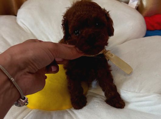 Ruhsatli Köpek Çi̇ftli̇ği̇nden Toypoodle Yavrularimiz görsel