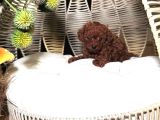 Asili Pasaportlu Toypoodle Yavrularimiz