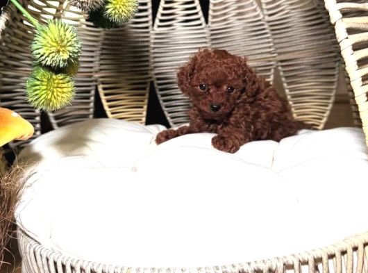 Asili Pasaportlu Toypoodle Yavrularimiz görsel