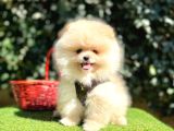 Pomeranian Boo Gulen Ayi Surat Yavrularimi
