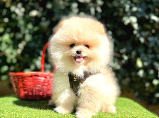 Pomeranian Boo Gulen Ayi Surat Yavrularimi görsel