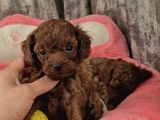 RUHSATLI KÖPEK ÇİFTLİĞİNDEN TOYPOODLE YAVRULARIMIZ