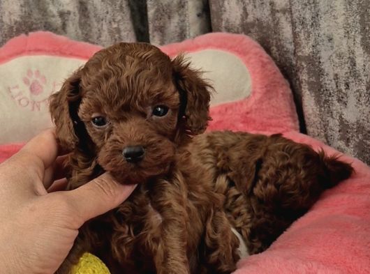 Ruhsatli Köpek Çi̇ftli̇ği̇nden Toypoodle Yavrularimiz