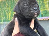Dev Gibi Muhteşem Cane Corso Yavrularımı